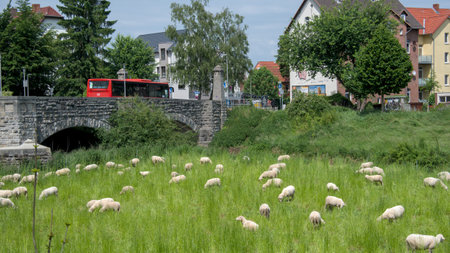 Flock of sheep grazing in a meadow in front of a bridgeGÃ¶ttingen, Germany,の写真素材