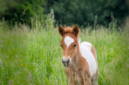 Lovely portrait of a skewbald Icelandic horse foal in the meadowの写真素材