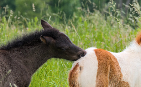 A dark and a skewbald foal of Icelandic horses are playing together in the meadowの写真素材