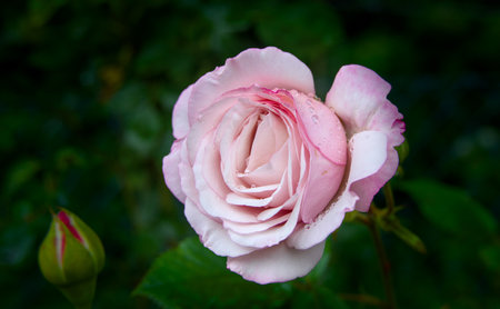 Pink and white rose with water droplets on the petals.の写真素材