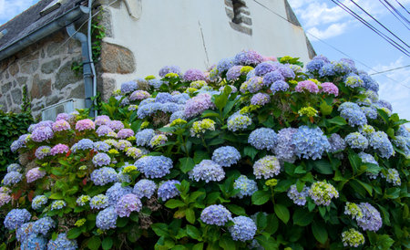 Hydrangea flowers in front of a church in the village.