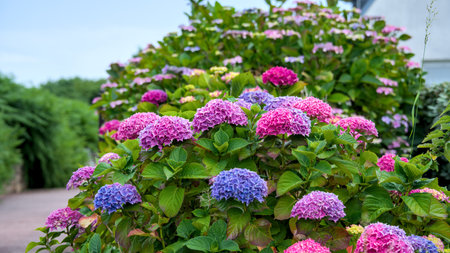 Hydrangea flowers in the garden, close-up photo.