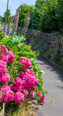 pink hydrangea flowers in a garden with a stone wall in the background