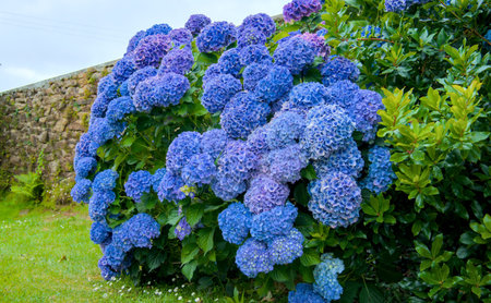Hydrangea flowers in full bloom in a garden in springtime