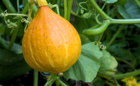 Pumpkin growing in the vegetable garden with green leaves and fruitsの写真素材