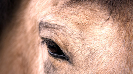 Close up of a horse's eye, shallow depth of field.の写真素材