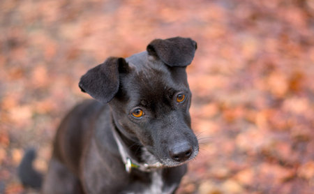 Black dog with yellow eyes on the background of autumn leaves. Selective focus.