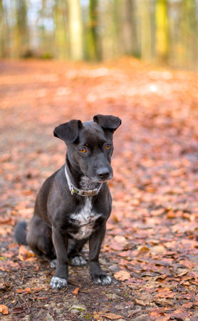Portrait of a small black dog in the autumn forestの写真素材