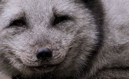 Portrait of a sleeping arctic fox. Close-up.