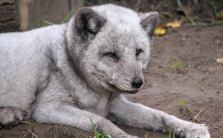 Arctic fox (Vulpes lagopus)の写真素材