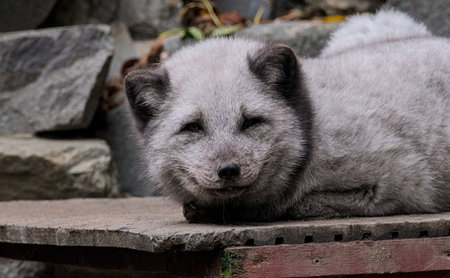 Arctic fox (Vulpes lagopus)