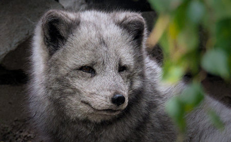 Arctic fox (Vulpes arctos)