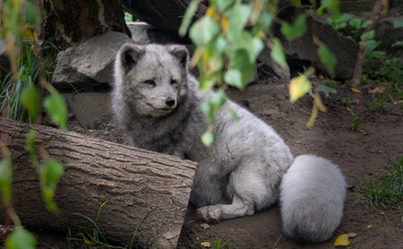 Arctic fox (Vulpes lagopus) in the zooの写真素材