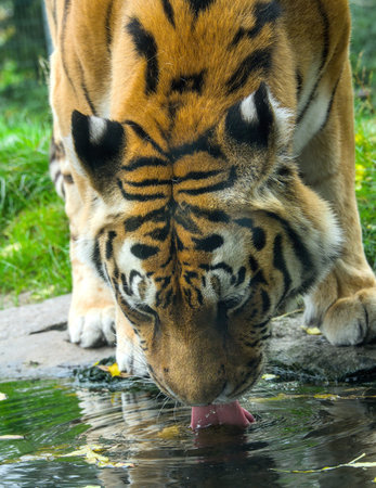 Close-up of a tiger drinking water from a puddle.