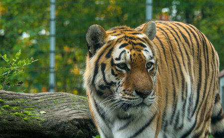 Siberian Tiger (Panthera tigris altaica)