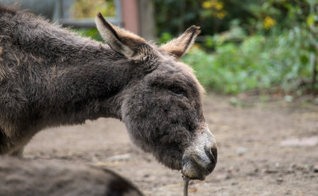 Close up of a donkey in a public parkの写真素材