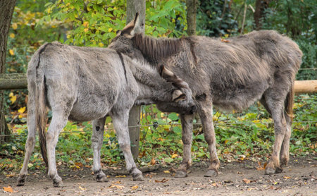 two donkeys in a meadow in the fallの写真素材