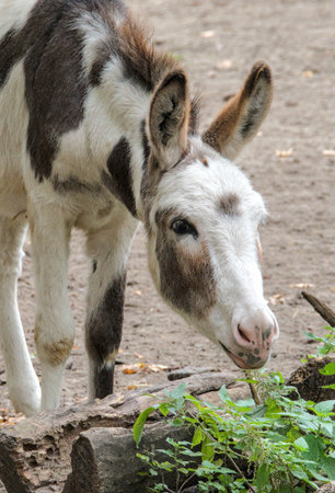 A cute brindled donkey makes funny poses and facesの写真素材