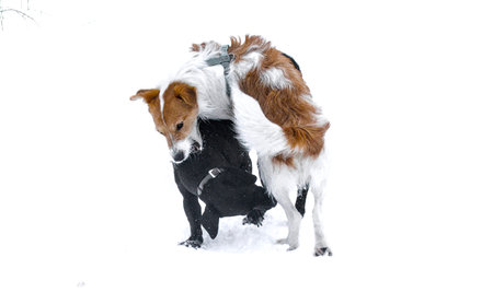 Two dogs are playing in the snow on a white background.の写真素材