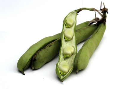 broad bean