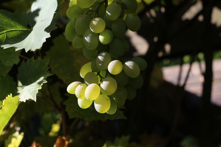 grapesの写真素材