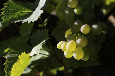 grapesの写真素材