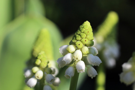 hyacinthの写真素材