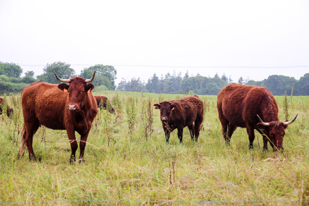 cowの写真素材