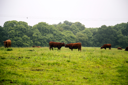 cowの写真素材
