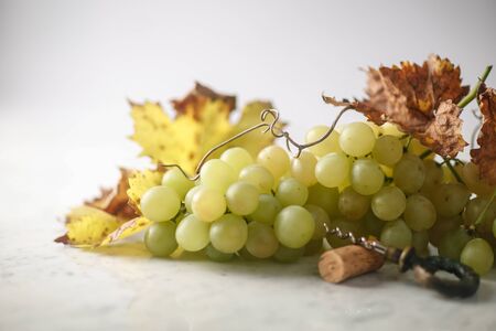 grapes on white backgroundの写真素材
