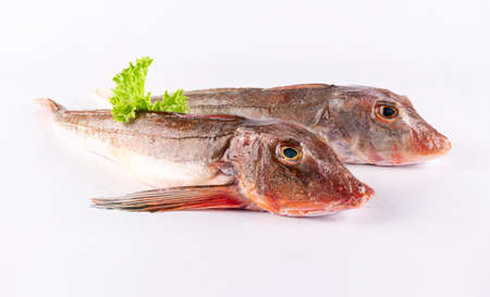 Gurnardの写真素材