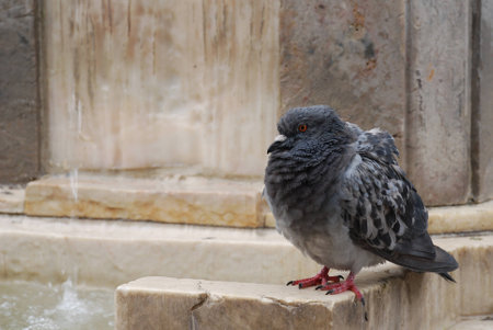 Pigeon ruffling its feathersの写真素材