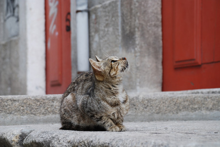Stray cat looking up at somethingの写真素材