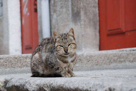 Ugly stray cat watching the world go byの写真素材