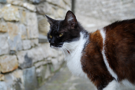 Friendly cat in profileの写真素材