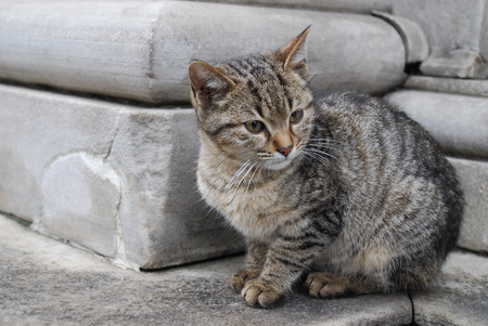 Tabby kitten on a ledgeの写真素材