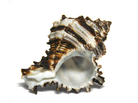 Sea shell on a white background close up