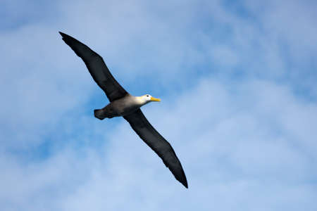Flying waved albatrossの写真素材