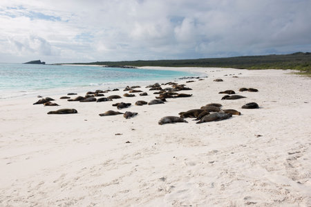 Sea lions sleeping on the beachの写真素材