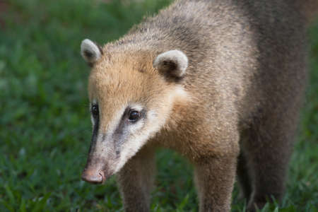 Coati in the rainforest near Iguazu Fallsの写真素材