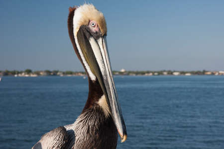 Brown pelican sitting on the pier in St. Petersburgの写真素材