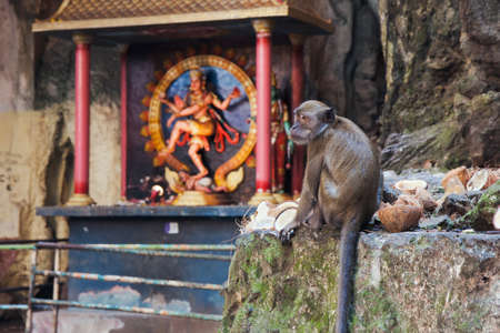 Macaque with some coconuts in the Batu Cavesの写真素材