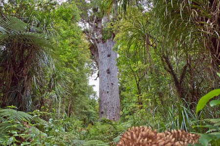 The Father of the Forest and its surroundingsの写真素材