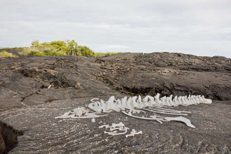 Whale skeleton on Fernandina. White poles mark the path over the lava field in the backgroundの写真素材