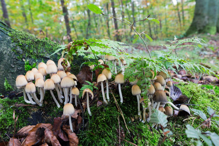 Sulphur tuft on the forest floor