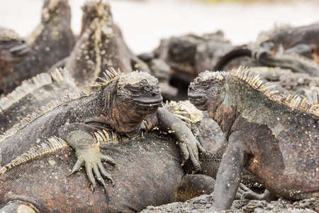 Two marine iguanas looking at each other. Selective focus on the head  of the iguanas, foreground and background are out of focusの写真素材