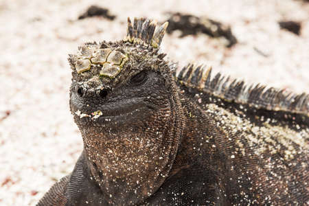 Closeup of a marine iguana covered with sand particles. Selective focus on the head  of the iguana, background is out of focusの写真素材