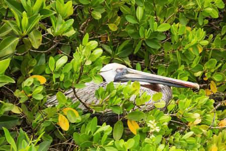 Brown pelican sleeping in a tree. Selective focus on the pouch, background and foreground are softの写真素材