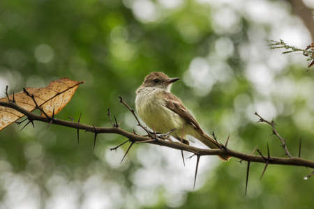 Galapagos flycatcher on a branch full of spines. Selective focus on the animal, foreground and background are out of focusの写真素材