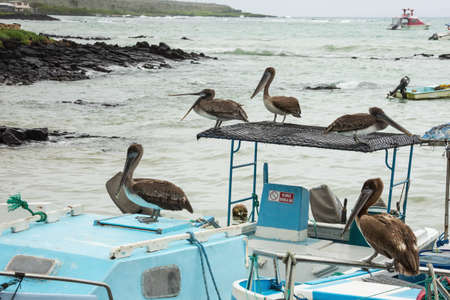 Brown pelicans waiting for a catch. Selective focus on the birds, background is out of focusの写真素材